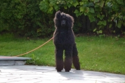 Må bare si at naboen har Sandefjords tøffeste hund og den er et familiemedlem - det er bombesikkert