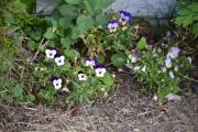 Dette er noen blomster som enda blomstrer i Susebukta