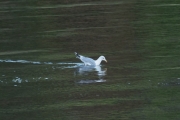 Knut ser en Måke i bukta
