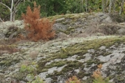 Knut tar også et bilde, men han må lære seg og sende høyoppløselige bilder til meg