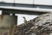 Her har Knut fått øye på Grønnspetten