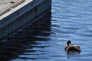 Må vel være en Stokkand?