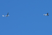 Det første jeg ser i luften er et slepefly med et seilfly på slep