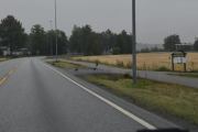 En flokk Kaier blir skremt og jeg bremser litt opp slik at jeg kan ta bilder av dem