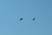 Et par Traner flyr høyt oppe i luften