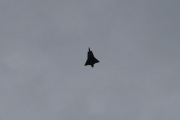 Hvor høyt kan Draken fly? Jeg har lest at den kan nå høyder helt opp til 18 000 meter