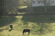 Da har vi observert 3 hester foreløpig