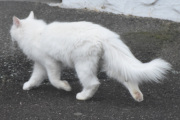 At det er mange katter her i strøket er helt sikkert
