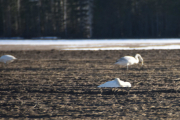 Her er bilder av Svaner i 120 km i timen