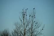 Masse fugler i trærne også, men de er litt for langt unna