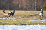 Så morsomt og de er litt nærme også