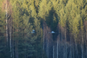 Det er et par Traner som flyr her