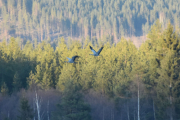 Tenk om de skal lande, det hadde vært gøy