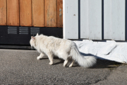 Like ved går denne katten, kjenner vi igjen ryggen?