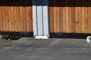 Konklusjonen blir da, ingen mus under verandaen, men nå må vi videre til Hamar