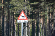 Vi har ikke helt gitt opp Elgen og Elverum og videre mot Hamar kan jo være store muligheter for å se Elg