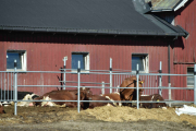 Du trenger ikke mer en passere Kløfta, så treffer du på Kuene