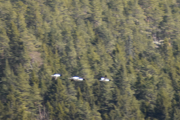 Det er kun når du kjører Renault at du kan holde følge med dem, kan det være Kanadagås?
