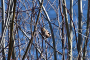 Det sitter en liten Bokfink i treet der borte
