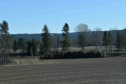 Nå er vi i et område hvor Elgen ferdes, kanskje vi er heldige nå