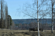 Dette er i hvert fall kuer så da var det forrige kuer også