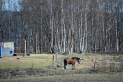 Det var en fin hest, litt sånn Fola-Blakken