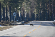 At en svart katte krysser vår vei, må vel nødvendigvis ikke bety ulykke?