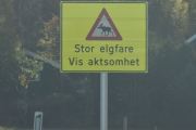 Men nå skal vi videre mot Kongsvinger, og da ser vi selvfølgelig etter elg