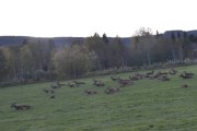 Så dukker hjorteflokken opp igjen, vi så noen på veien opp også