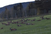 Det er ingen av hjortene som har horn, skal ikke noen ha horn da?