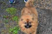 Hva med en barsk hund? Men nå må vi dra av gårde