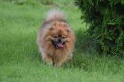 Kan det være en Pomeranian? Rasen er en av flere varianter av tysk spitz, som er en svært gammel rase
