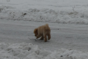 Vi dokumenterer det første dyret på turen, en hund