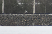 Etter at vi har passert Kongsvinger så oppdager jeg noe, er det en hest, elg eller bare et leketøy?