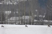 Så dukker det opp tre Rådyr på veien, da har vi hund, hest og nå rådyr