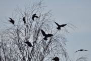 Her er det fugler i trærne, jeg tror det er kråker