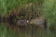 Like før Eidsfossbrua så lister jeg meg forsiktig ned til Glomma og oppdager et dyr, er det en Bever eller Jordrotte?