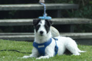 Men dette er ikke en Lama, jeg tror det er en Terrier
