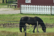 En hest, nå bare siterer jeg: I Norge har vi fire nasjonale hesteraser, nordlandshest/lyngshest, fjordhest, dølahest og norsk kaldblodstraver