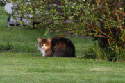 Her i Våler i Solør kan du finne mange katter, det er helt sikkert