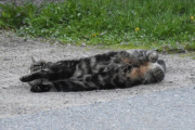 Og sannelig så ligger det en katt i veien også