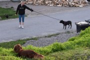 La oss ta et overblikk, katten oppe til venstre ser rolig ut og det samme gjør hunden i bånd