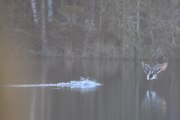 Dammen blir tatt med i grøntområdet som verner de tyske  krigsminnene i området for "Lager Krill", som var navnet på flyplassens operative leir