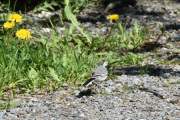 Dette er første fuglen vi dokumenterer, Linerla finner vi i Skarnes
