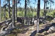Jeg går et lite stykke inn i skogen og finner noe som kan minne om en skyttergrav
