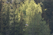 Men nå er vi på lørdagskvelden, og jeg klarer ikke å se hvilken fugl dette er