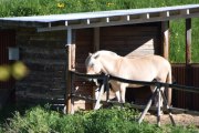 Søndagsmorgen er en fin dag og gå tur på, her ser vi en hest i morgensolen, kanskje det er en Fjordhest?