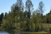Nå kan ikke jeg dokumentere at jeg så en bever i Harasjøen, men jeg så den. Litt vanskelig å ta bilde i fart