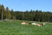Kuene rister på hodet, nå kjører jeg veldig sakte...