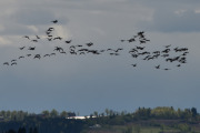 DSC_0145_01